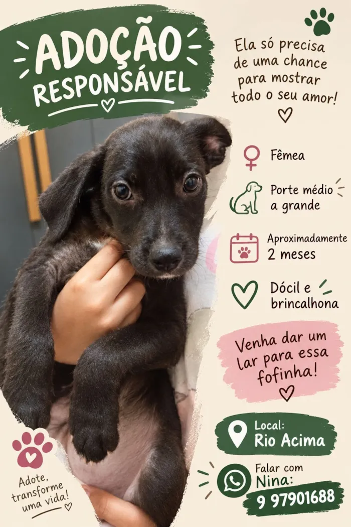 Cachorro raça SRD-ViraLata idade 2 a 6 meses nome Tutuca