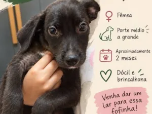 Cachorro raça SRD-ViraLata idade 2 a 6 meses nome Tutuca