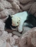 Fiapo