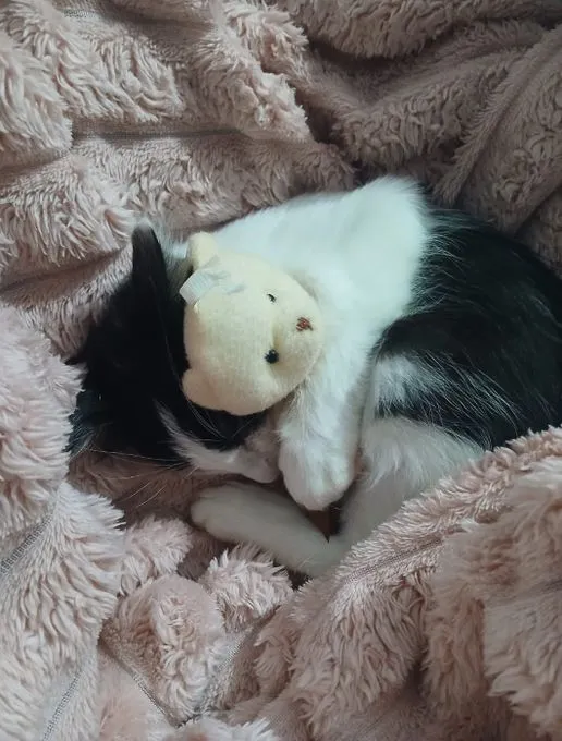Gato raça Frajola  idade 2 a 6 meses nome Fiapo