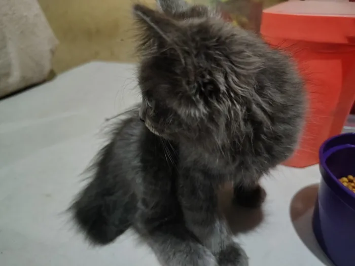 Gato raça Angorá idade 2 a 6 meses nome Não tem nome 
