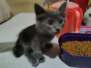Gato raça Angorá idade 2 a 6 meses nome Não tem nome 