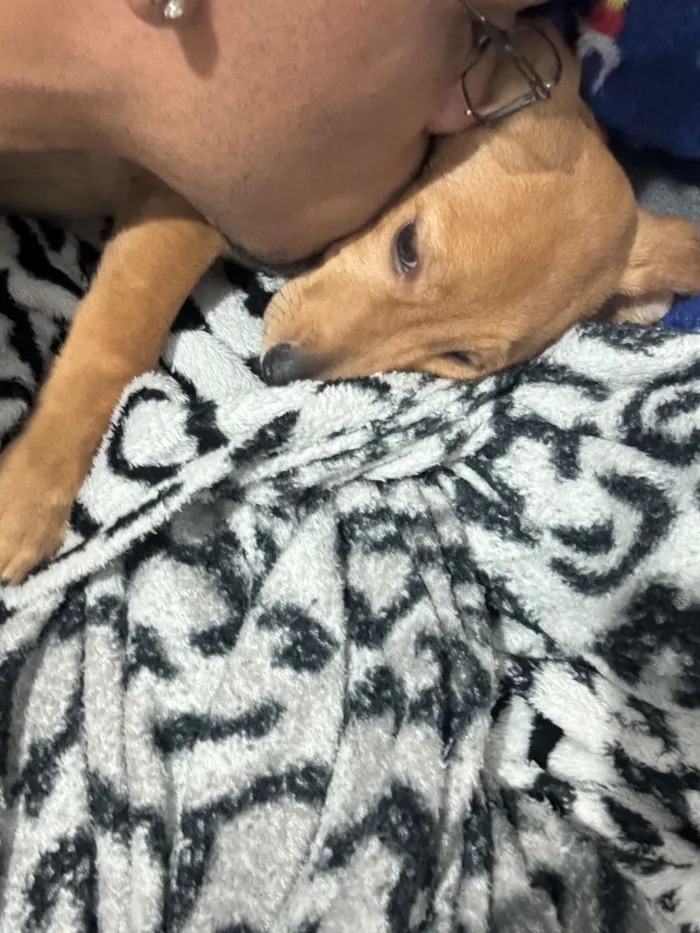 Cachorro raça SRD-ViraLata idade 2 a 6 meses nome apollo