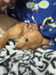 apollo