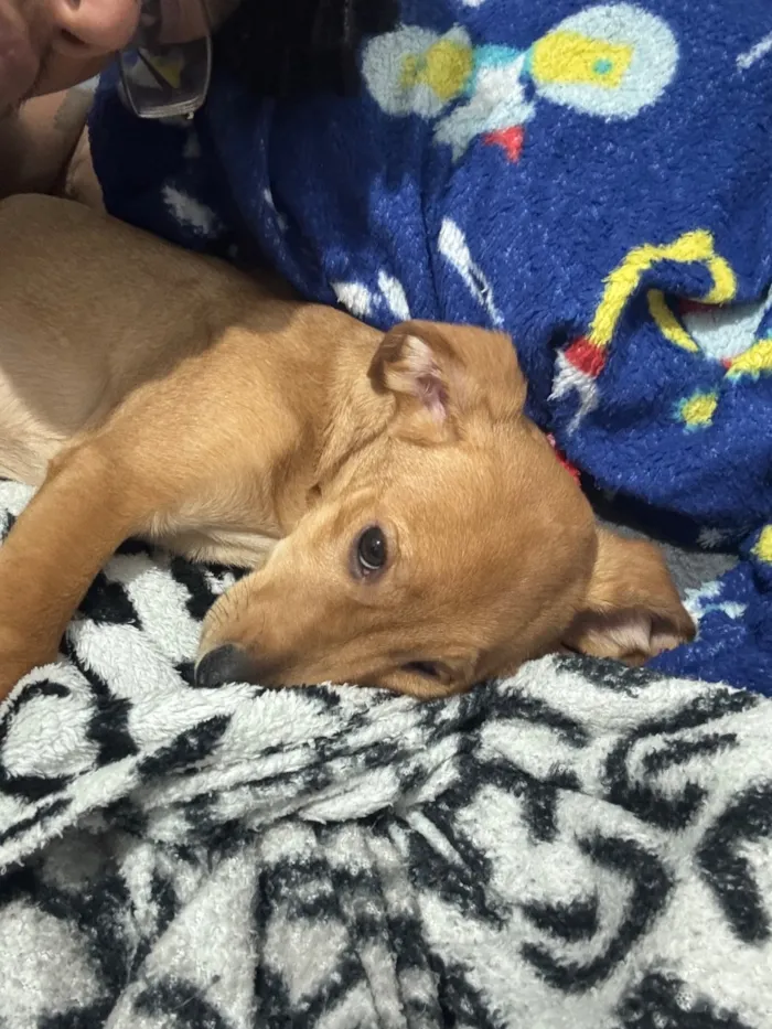 Cachorro raça SRD-ViraLata idade 2 a 6 meses nome apollo