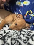 apollo