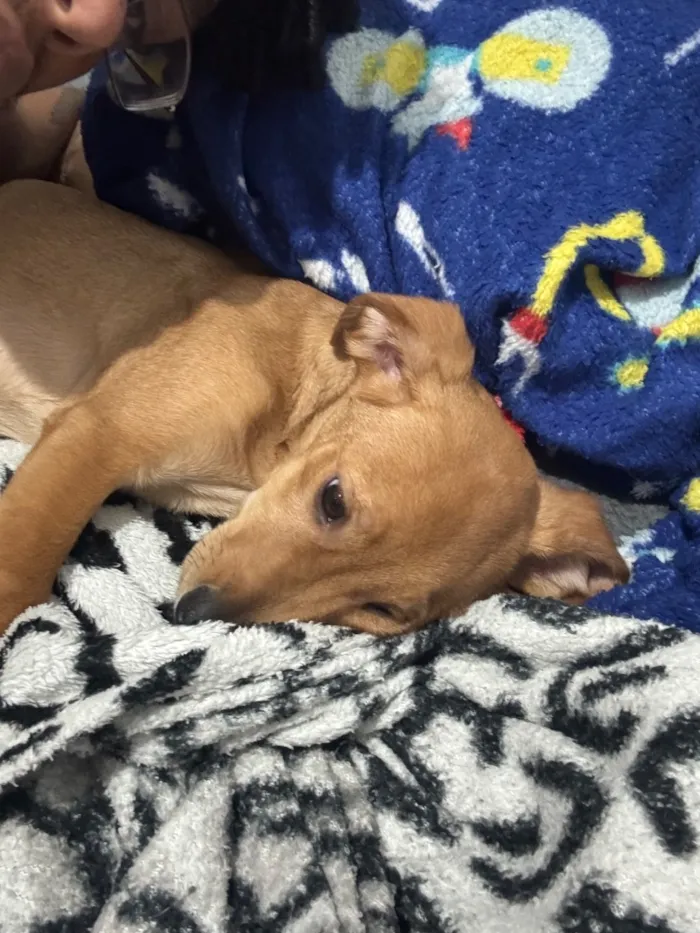 Cachorro raça SRD-ViraLata idade 2 a 6 meses nome apollo