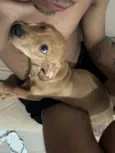 apollo