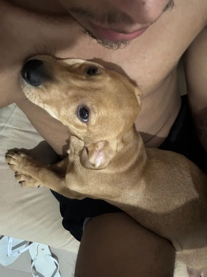 Cachorro raça SRD-ViraLata idade 2 a 6 meses nome apollo
