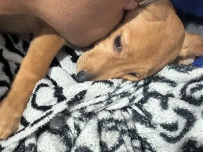 Cachorro raça SRD-ViraLata idade 2 a 6 meses nome apollo