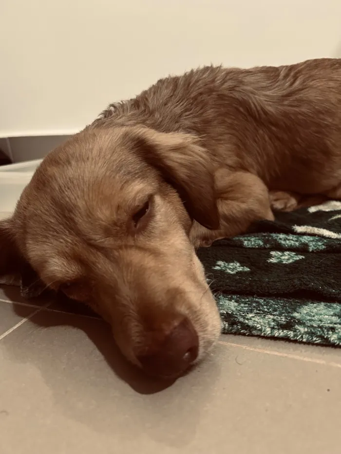 Cachorro raça SRD-ViraLata idade 2 a 6 meses nome ayla
