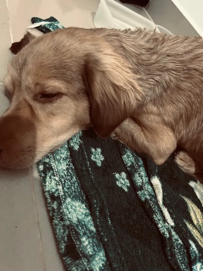 Cachorro raça SRD-ViraLata idade 2 a 6 meses nome ayla