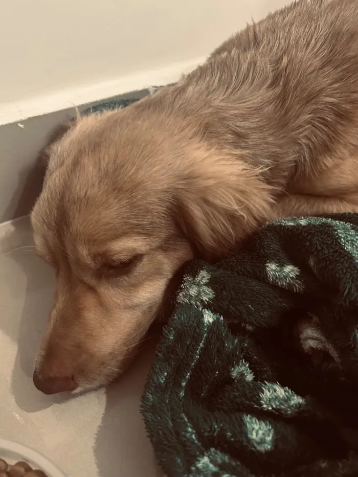 Cachorro raça SRD-ViraLata idade 2 a 6 meses nome ayla
