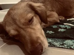 Cachorro raça SRD-ViraLata idade 2 a 6 meses nome ayla