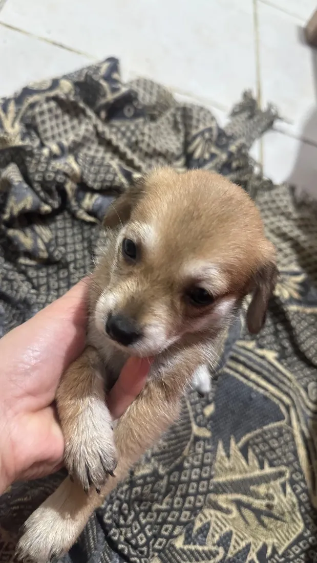 Cachorro raça SRD-ViraLata idade Abaixo de 2 meses nome Sem nome 