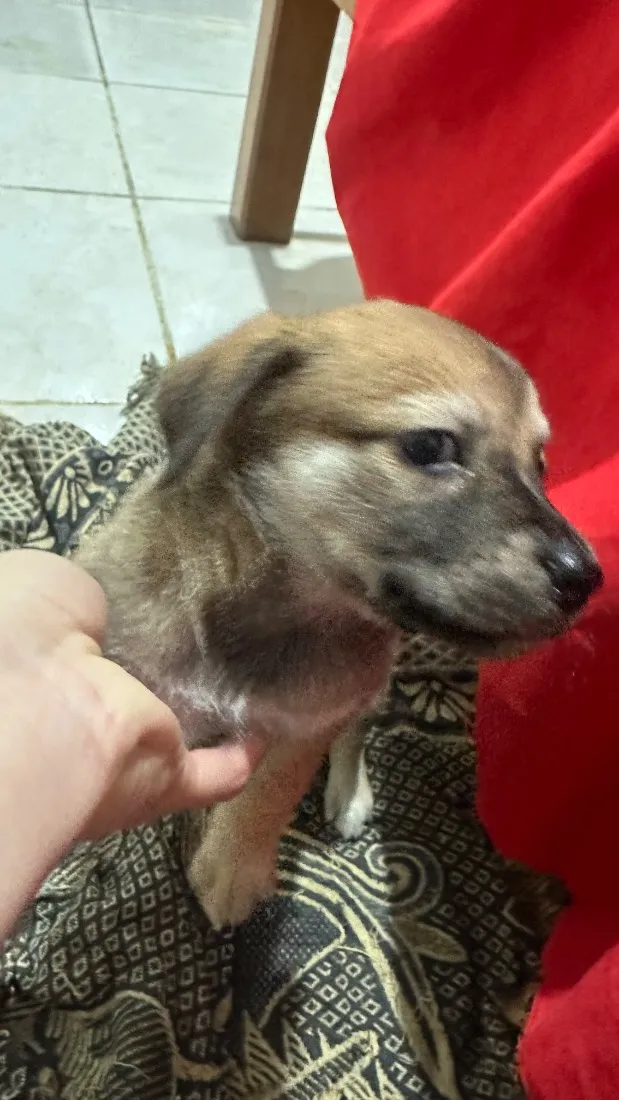 Cachorro raça SRD-ViraLata idade Abaixo de 2 meses nome Sem nome 