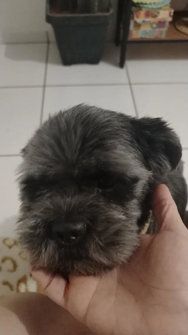 Cachorro raça Lhasa Apso idade 3 anos nome Nyck