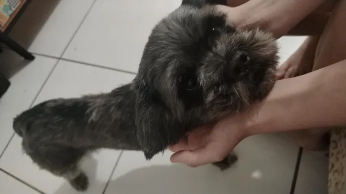 Cachorro raça Lhasa Apso idade 3 anos nome Nyck