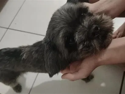 Cachorro raça Lhasa Apso idade 3 anos nome Nyck