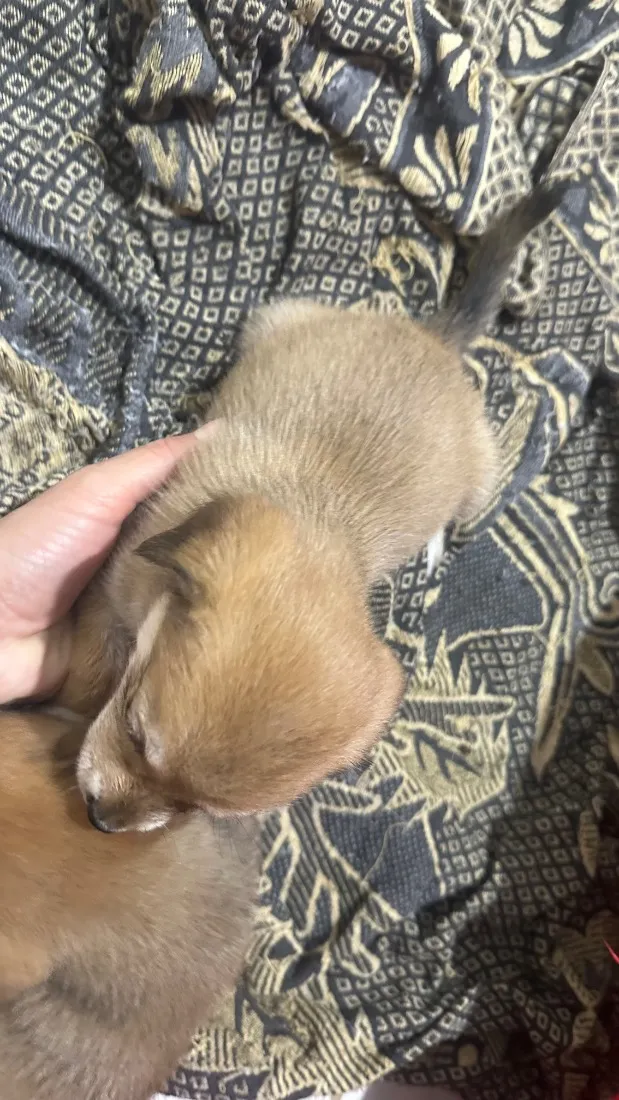 Cachorro raça SRD-ViraLata idade Abaixo de 2 meses nome Sem nome 