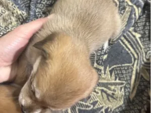 Cachorro raça SRD-ViraLata idade Abaixo de 2 meses nome Sem nome 