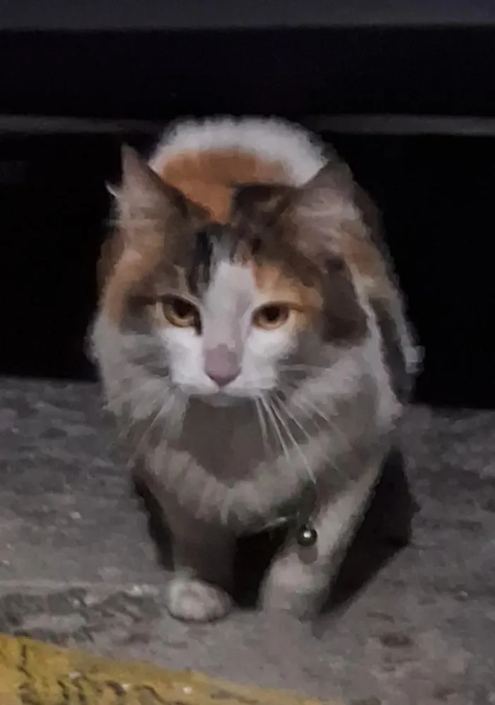 Gato raça SRD-ViraLata idade 2 anos nome não sei