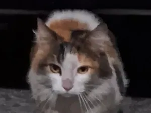 Gato raça SRD-ViraLata idade 2 anos nome não sei
