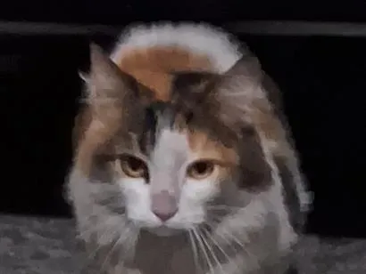 Gato raça SRD-ViraLata idade 2 anos nome não sei
