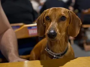 Cachorro raça SRD-ViraLata idade 7 a 11 meses nome Luke 