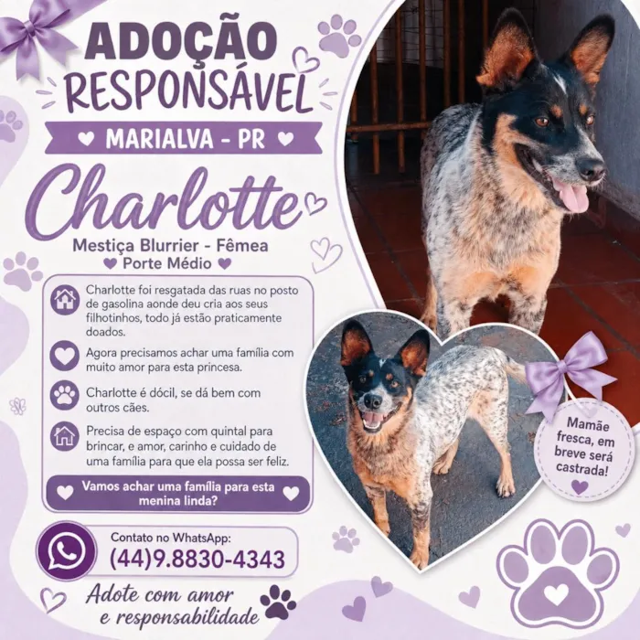Cachorro raça SRD-ViraLata idade 3 anos nome Charlotte
