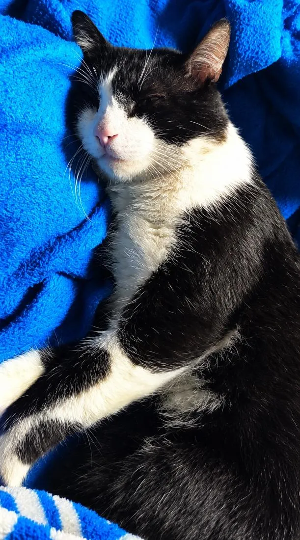 Gato raça SRD-ViraLata idade 4 anos nome Ninho
