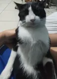 Ninho