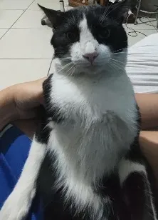 Gato raça SRD-ViraLata idade 4 anos nome Ninho