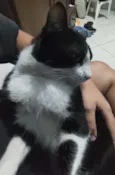 Ninho