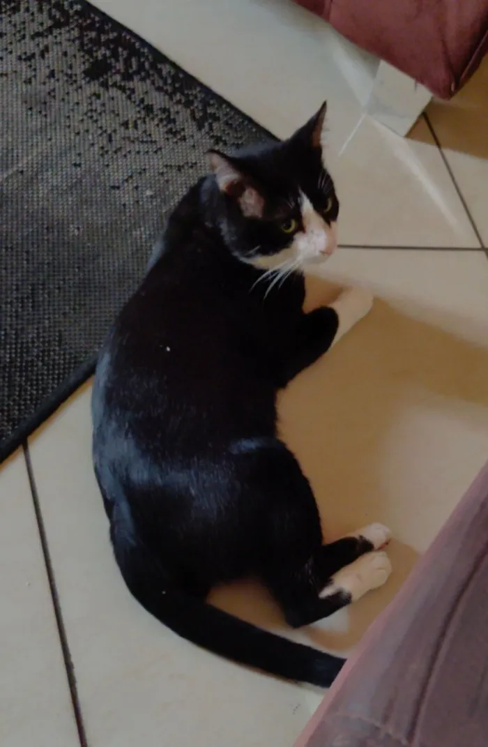 Gato raça SRD-ViraLata idade 4 anos nome Ninho