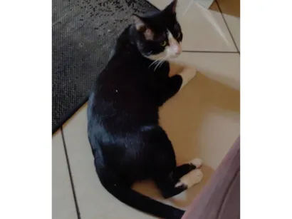 Gato raça SRD-ViraLata idade 4 anos nome Ninho