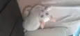gatinho branco