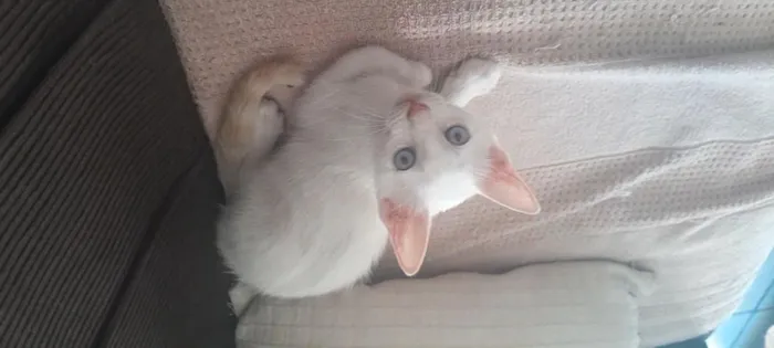 Gato raça SRD-ViraLata idade Abaixo de 2 meses nome gatinho branco