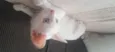 gatinho branco