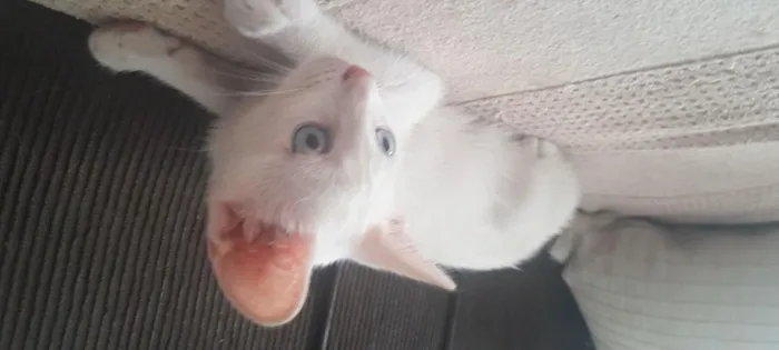 Gato raça SRD-ViraLata idade Abaixo de 2 meses nome gatinho branco