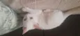 gatinho branco