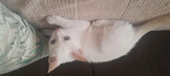 Gato raça SRD-ViraLata idade Abaixo de 2 meses nome gatinho branco