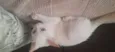 gatinho branco
