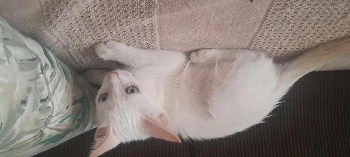 Gato raça SRD-ViraLata idade Abaixo de 2 meses nome gatinho branco