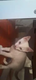 gatinho branco
