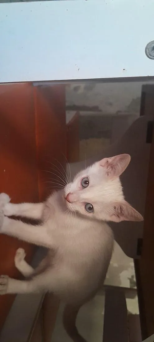 Gato raça SRD-ViraLata idade Abaixo de 2 meses nome gatinho branco