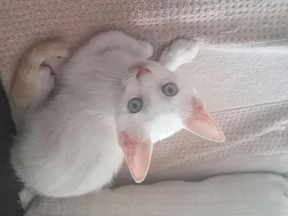 Gato raça SRD-ViraLata idade Abaixo de 2 meses nome gatinho branco