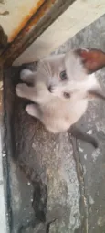 gatinho das orelhas escuras