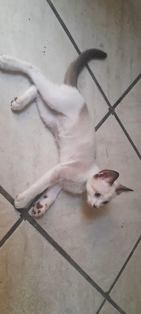 Gato raça SRD-ViraLata idade Abaixo de 2 meses nome gatinho das orelhas escuras