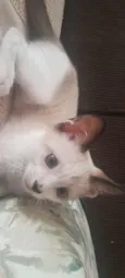 gatinho das orelhas escuras
